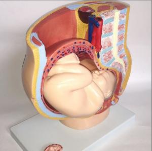China 4 Parts Female Anatomical Model / Anatomical Plastic Female Pelvis Model on sale