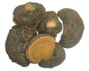 Cheap sporocarp phellinus linteus sang-hwang mushroom extract 30%Polysaccharides,2%Triterpene wholesale
