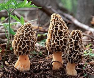 Cheap Morchella mushroom Polysaccharides 10%,Morchella mushroom extract 10% wholesale