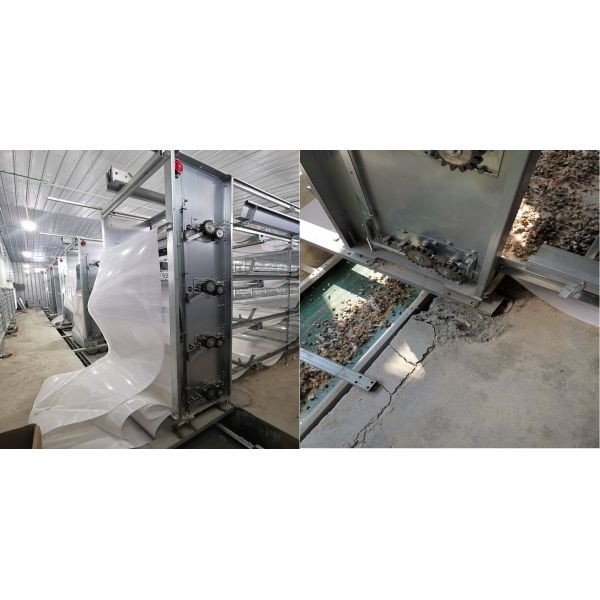 SGS 380V 50Hz Automatic Poultry Manure Removal System With Belt Conveyor