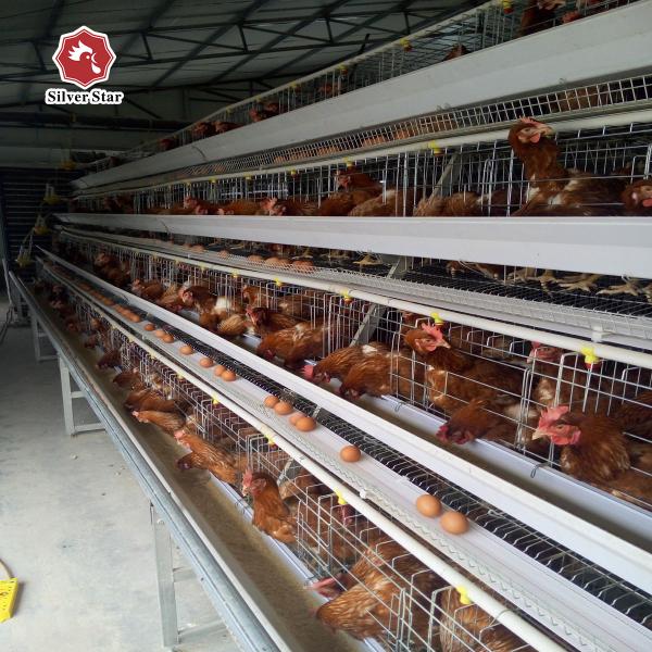 A Type 3/4 Tiers Layer Chicken Cage With Feeding Machine