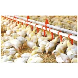 Cheap Drinking System Fully Automatic Poultry Drinker , Broiler Chicken Drinker Customized wholesale