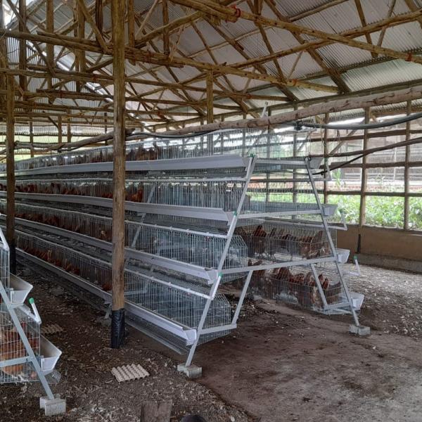 3/4 tier 160 birds Egg Layer Chicken Cage For South Africa Poultry Farm Chicken House