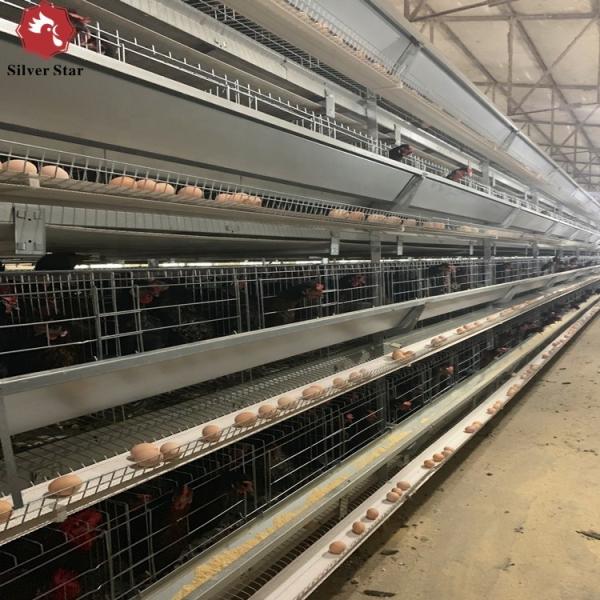 H Type Poultry Battery Cages Automatic Egg Layer Chicken Farm Laying Hens