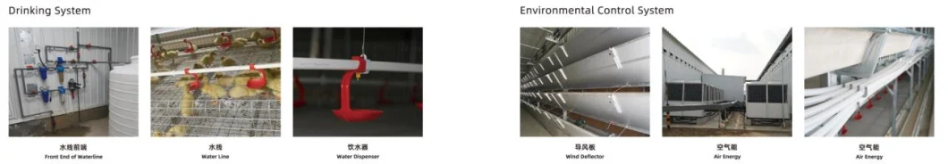 ISO Broiler Chicken Cage System Custom Poultry Broiler Cage For Poultry Husbandry