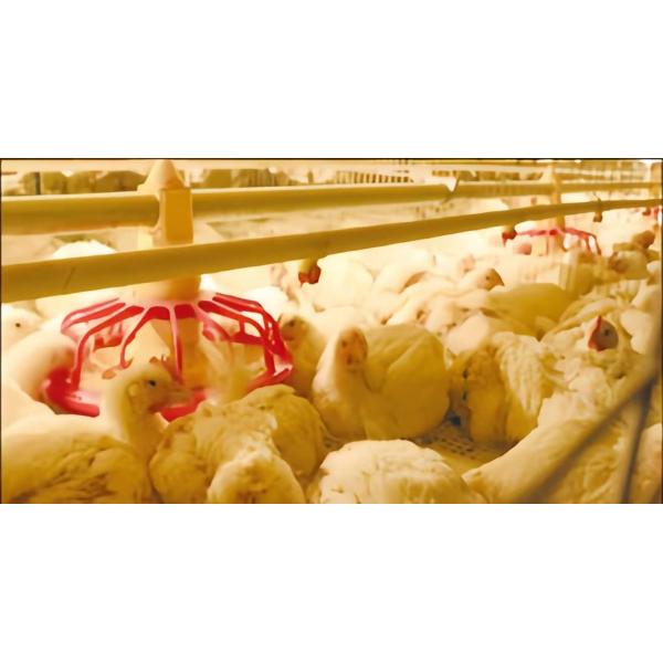 Automatic Poultry Farming Equipment Broiler Chicken Cage Manufacturer