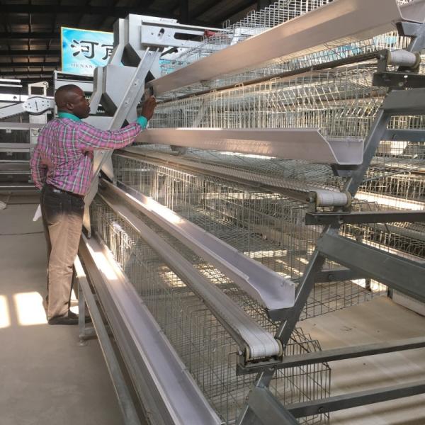 A Type Chicken Layer Cage With Manure Belt Conveyor And Egg Collector 4 Tiers