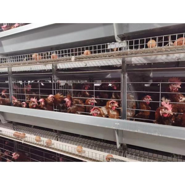 Poultry Farm Layer Chicken Cage / Full Automatic Chicken Raising Equipment