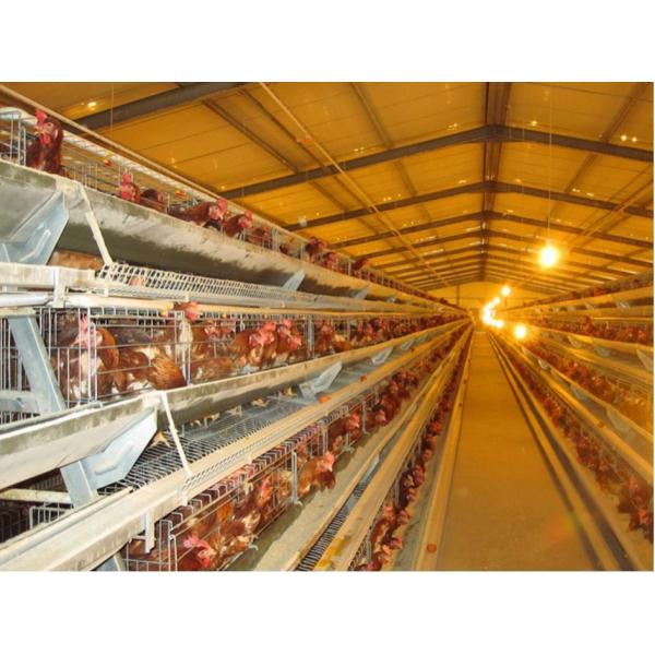 Galvanized Steel Structure Poultry House for 20 Chickens