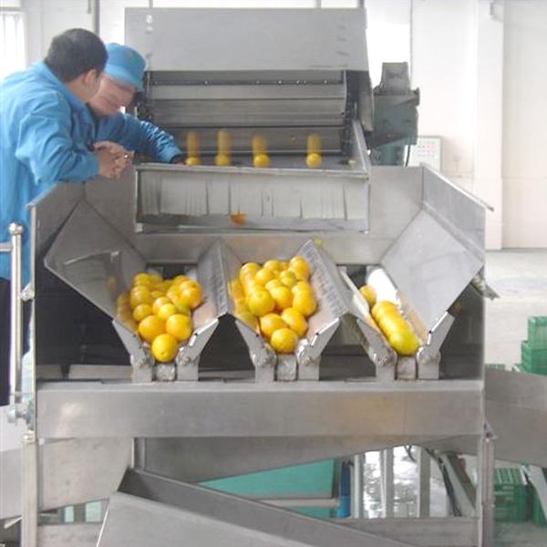 Screw Conveyor Design Fruit Processing Equipment With SUS304 Stainless Steel
