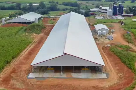 Low Cost Livestock Shelter Dairy Farm Barn Steel Structure Cow Shed For Live Cattle
