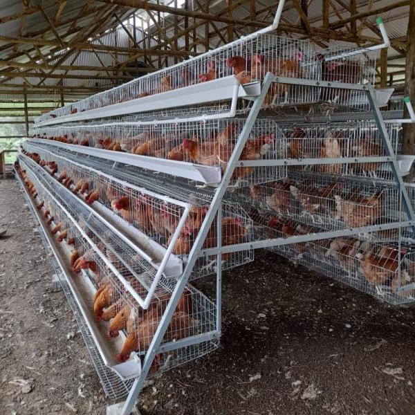 A Type 3/4 Tiers Layer Chicken Cage With Feeding Machine