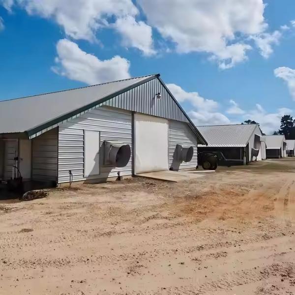 Q235B Q355B Steel Structure Chicken House , Economical Prefab Steel Structure Building