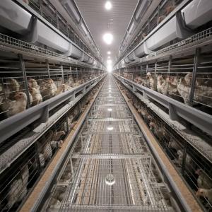 Cheap Layer Chicken Farming Poultry Equipment Manufacturers Battery Chicken Cages wholesale