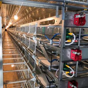 China Poultry Cages For Professional & Economic Egg Production on sale