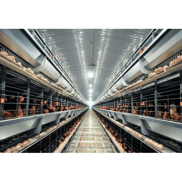 Modern Economical Steel Chicken Farm Customized Color Graphic Design