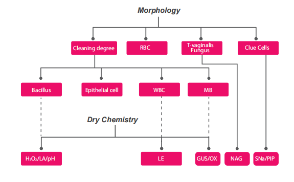Bacteria Analysis Gynecology Medical Devices GMD-S600 Vaginal Infections Analyzer
