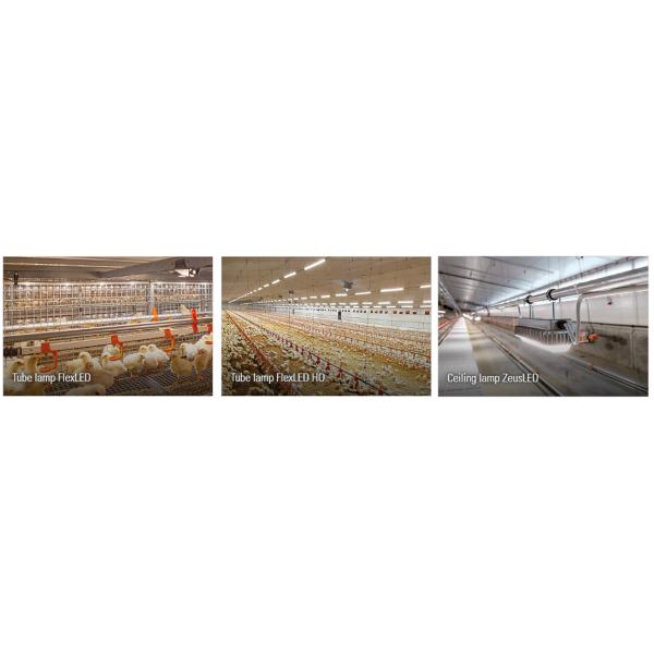 Galvanized A Type Chicken Cages Layer Poultry with ISO9001 2008/CE/BV Certification
