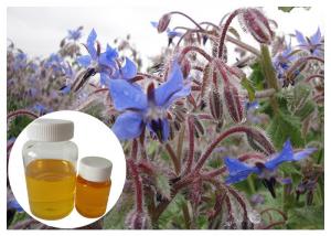 Cheap Natural Extract Borage Oil Liquid Omega 6 , Borage Oil For Skin And Hair Hexane Refining wholesale
