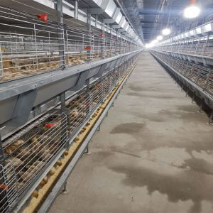 Cheap Hot Galvanized Battery Cage Poultry Drinking System wholesale