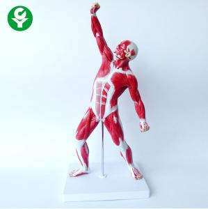 Cheap PVC Medical Training Manikins / Human Body Muscle Trauma Simulation Mannequin wholesale