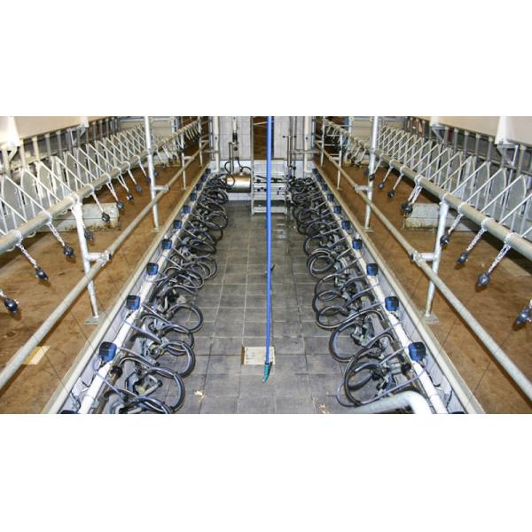 Aluminum Alloy Window Prefab Steel Construction Agricultural Building for Cattle Barn