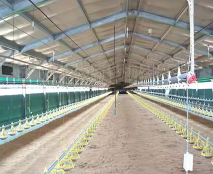 Heavy Duty Industrial Chicken Houses Hdg Bolts Connection Poultry House Construction