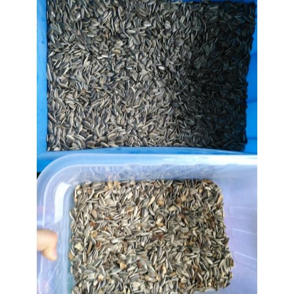 Agricultural Chili Seed Color Sorter 6 Chutes 384 Channels