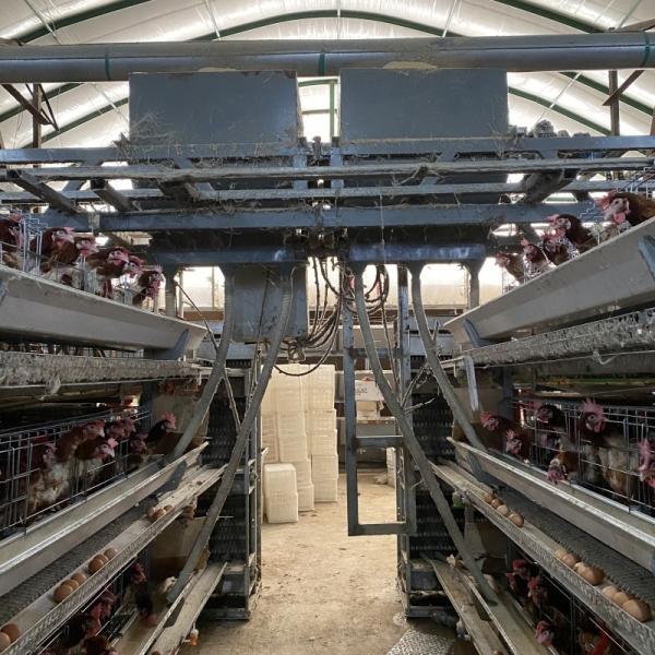 H Type Fully Automatic Battery Chicken Cage System Egg Layer Poultry Farming Equipment