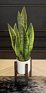 Snake Plant