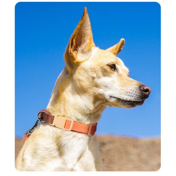 Small and medium-sized dog collar traction set anti-breakaway pet collar dog traction rope