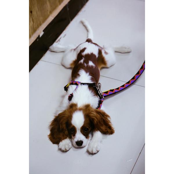 3 Ft 4 Ft 6ft Reflective Dog Lead Leash Purple Training Running Safety Durable