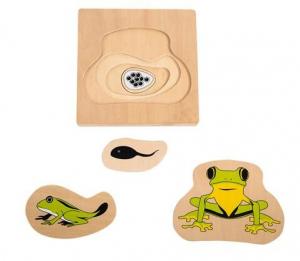 Cheap Montessori Materials - Life Cycle of Frog Dimension: 18*18*2cm wholesale