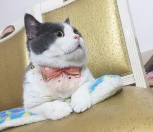 Cheap Luxury Lace Bow Tie Cat Collar , Unique Pet Collars Decoration Size 10cm wholesale