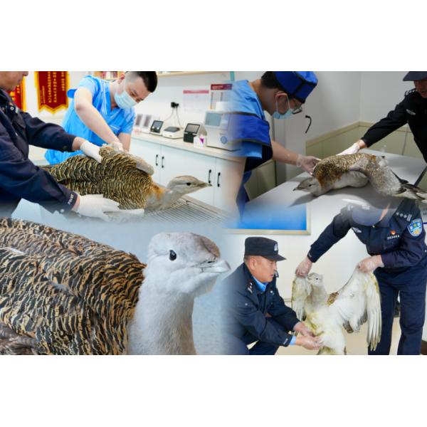 Veterinary Silicone Avian Endotracheal Tube Stainless Steel Stylet Included Sizes 1.0 to 6.0mm