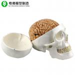China Life Size Human Skull Replica Including 8 Parts Medical Teaching Detachable Brain for sale