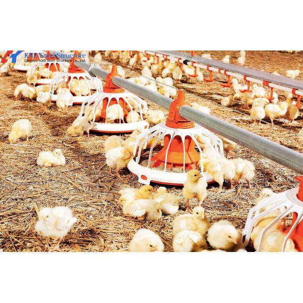 Anti Rust Broiler Pan Feeding System Automatic Plastic Slat Floor For Poultry