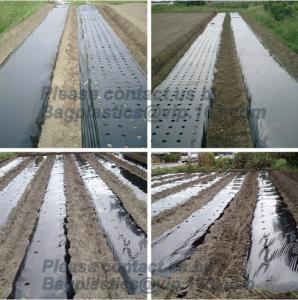 Cheap Perforated silver black mulch film for crop production,vegetable garden black / gray perforated mulch layer plastic mulc wholesale