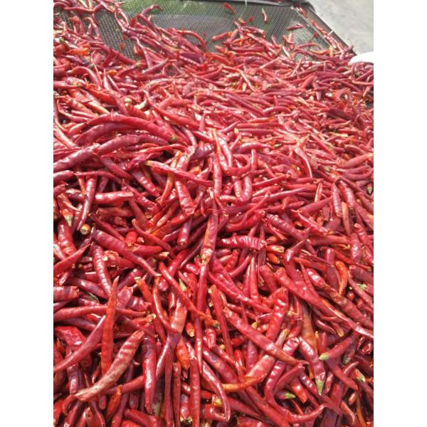 Single Herb Dried Whole Tianjin Red Chilies High SHU Spicy HACCP