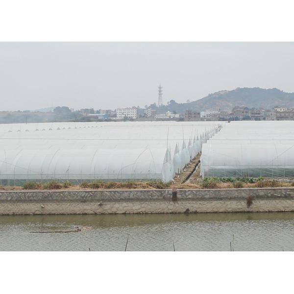 Anti Corrosion Single Span Greenhouse High Tunnel Agriculture Greenhouse With Irrigation System