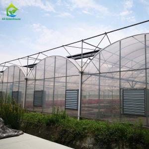 Cheap Hot Dip Galvanized Steel Frame Multi Span Greenhouse For Tomatoes And Cucumbers wholesale
