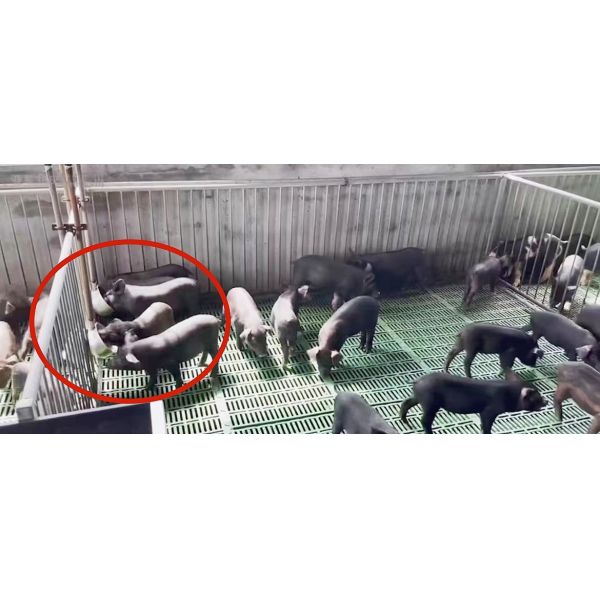 Medium Self Watering Bowl For Small Medium Large Sized Pigs