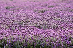 Cheap natural lavender essential oil,Lavender oil wholesale