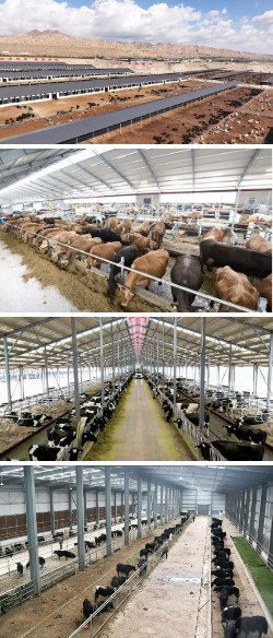 Dairy Agricultural Barn Easy Install Prefabricated Light Steel Structure Cow Shed