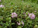 Thymus quinquecostatus Celak leaf Mongollian Thyme Herb is a spice & herb di