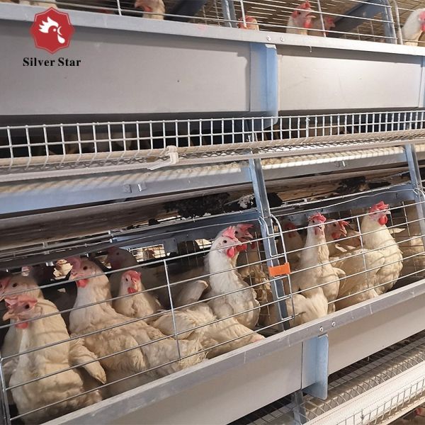 H Type Fully Automatic Battery Chicken Cage Poultry Farm Feeding Equipment 10 Tiers
