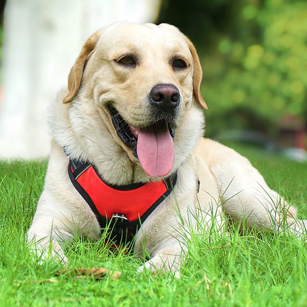 Personalized Reflective Explosion-Proof Leash for Medium and Large Dogs at Chengbei Special Dog Chest Strap