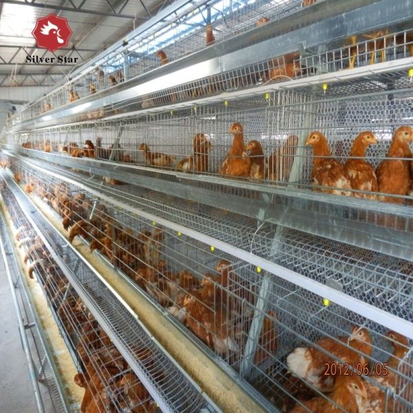 4 Tier Battery Broiler Chicken Cage A Type In Philippines Automatic