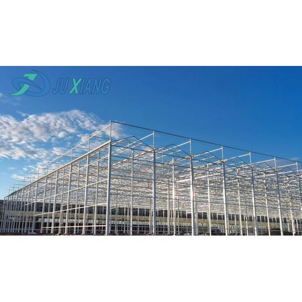 Maximize Your Tomato Yield with Anti-Drip Technology Greenhouse and Temporary Heating