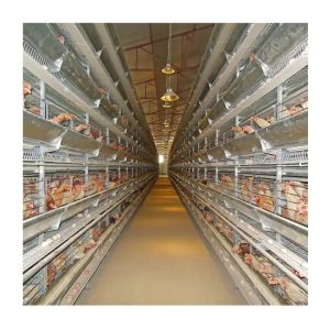 H Type Automatic Layer Poultry Farming Equipment Battery Chicken Egg Layer Cage